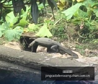 激战再传捷,梦想队专场,胜利,竞彩足球比分,竞彩比分官网,竞彩体育,竞彩网页版,竞彩app下载电脑版